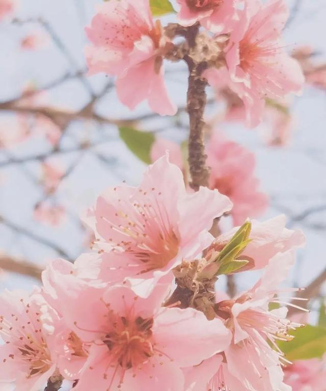 清明小长假，开启园区四月芳菲时！