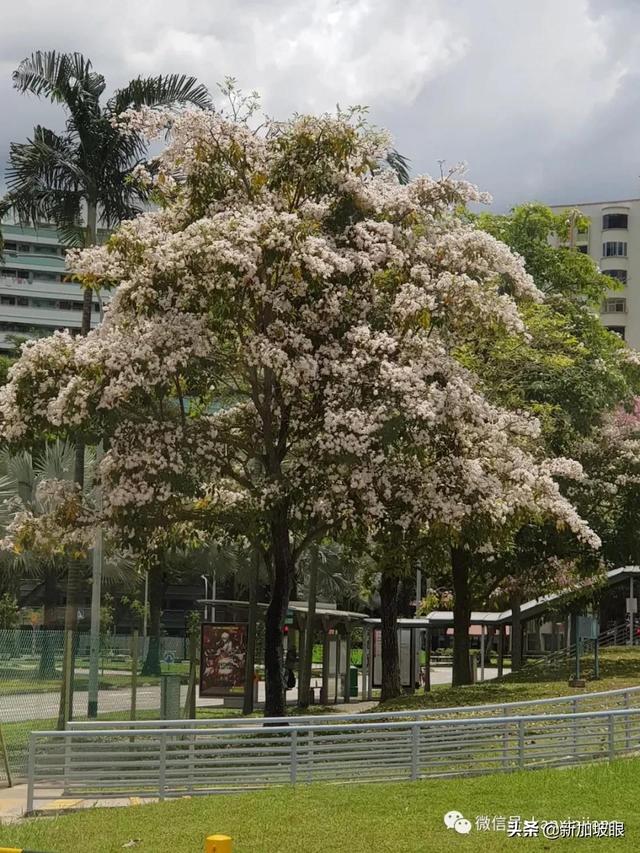 清明踏青，春暖花开！新加坡这些免费赏花地点送你