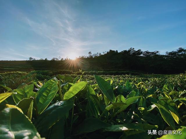 禅茶一味：泉州茶业与禅茶诗