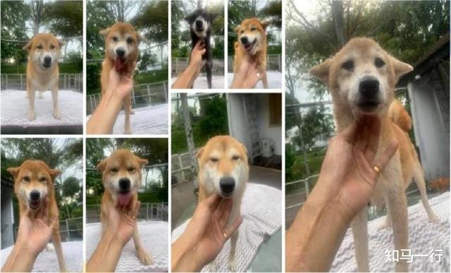 新加坡柴犬领养不简单 先过30题目再面试