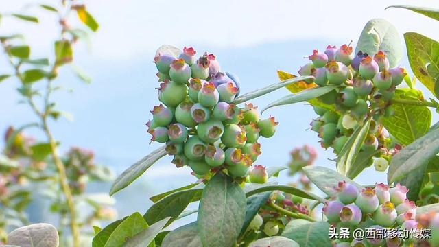 澄江蓝莓大量上市