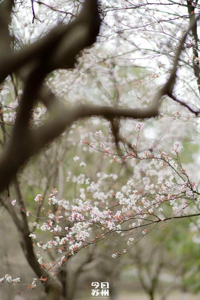 清明小长假，开启园区四月芳菲时！