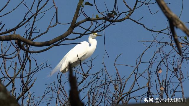 事发常州：10万候鸟来繁衍，81岁“鸟叔”忙守护