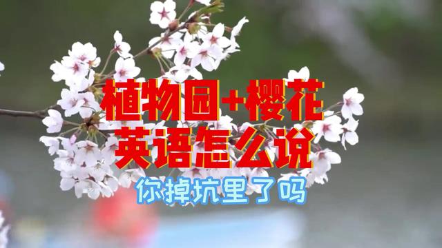 植物园踏青，你说得出多少种花的英文名？