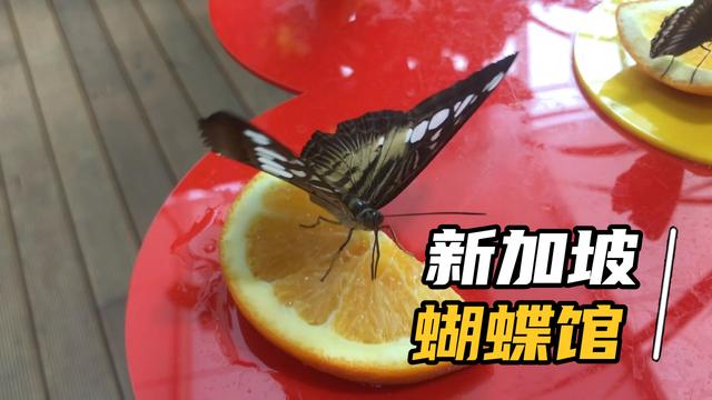新加坡蝴蝶馆