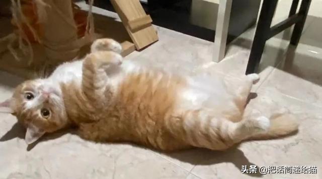 明明只领养了一只猫，却得到了五只一模一样的猫