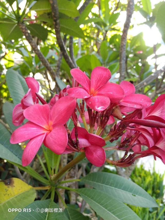 在花园城市新加坡，路边花都能这么美