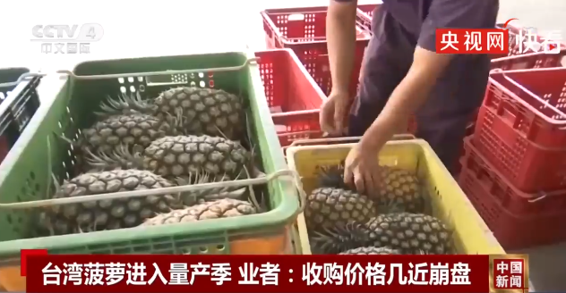台湾果农恐将血本无归：菠萝外销不畅，内需后继乏力