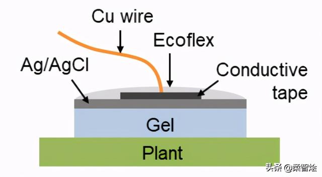 南洋理工大学开发可测量植物生长的无线传感电极和水凝胶