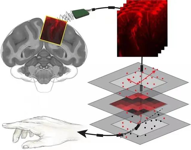 陈天桥雒芊芊研究院脑研究重大进展，脑电波预测行为