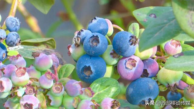 澄江蓝莓大量上市