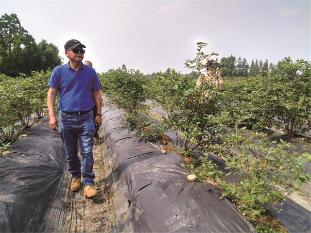 黄国辉：孕育蓝莓种植的“丹东模式”