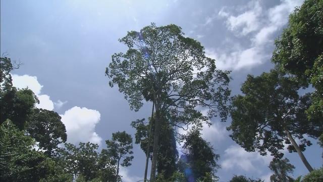 奋斗青春 逐梦海外丨骑车巡林 中国工程师热带雨林建公园