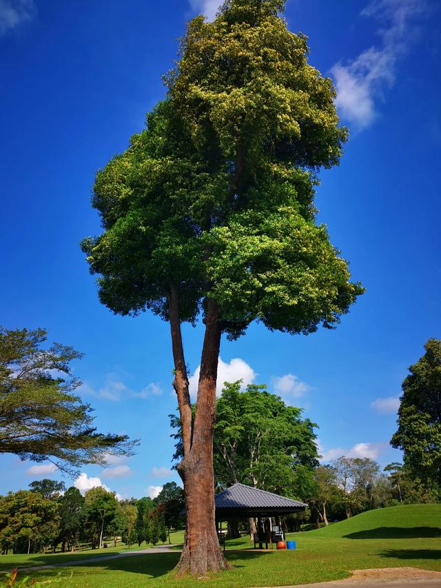 新加坡麦理芝热带原始雨林徒步，途径岛屿高尔夫球场