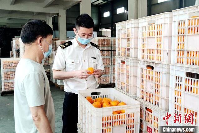 “中国芦柑之乡”永春柑橘香飘东南亚 出口均价创新高
