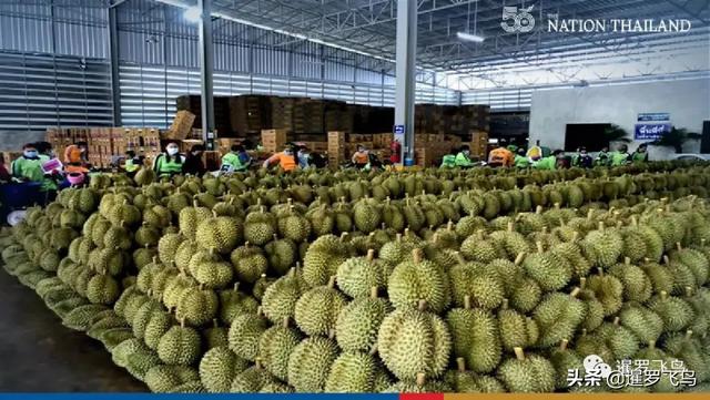 因免税，泰国榴莲称霸全球水果市场，疫情下出口中国仍增长14%