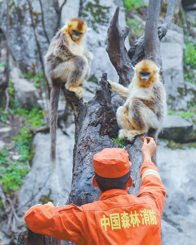 推进全球生物多样性保护的中国行动