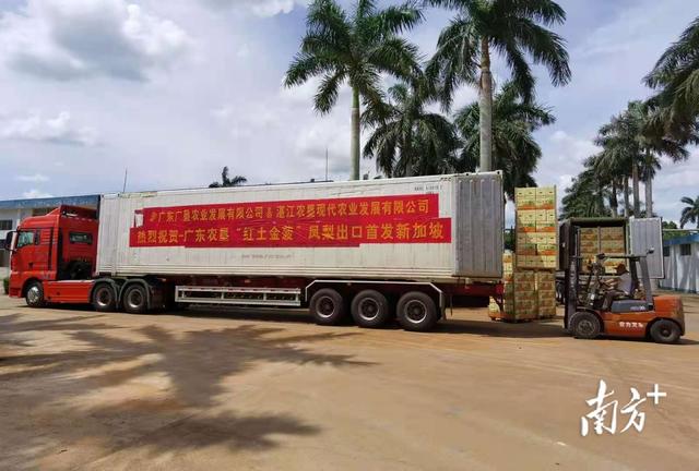 广东农垦“红土金菠”首次出口新加坡