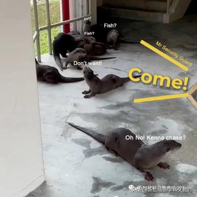 新加坡生活｜瞒不住了~新加坡其实是大型野生动物园