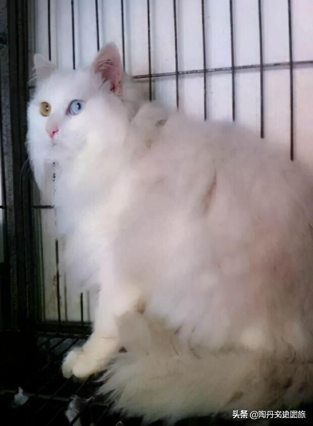 大运河上的猫王-临清狮猫