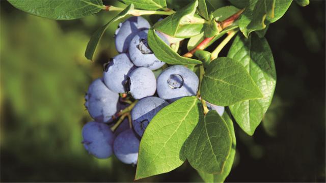 黄国辉：孕育蓝莓种植的“丹东模式”