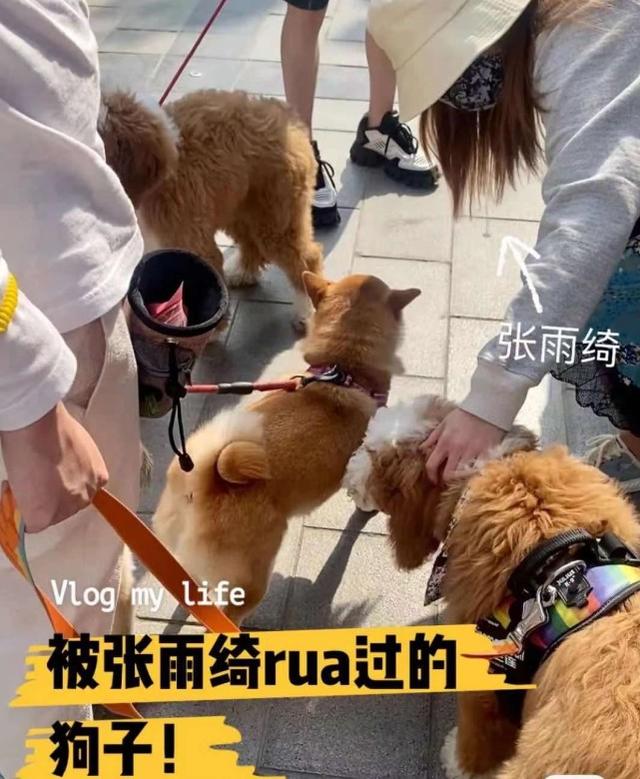 偶遇张雨绮李柄熹拍拖遛狗，女方在男友旁超温柔，行踪曝光即闪人