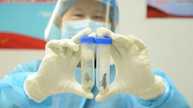 50只巨人恐蚁以快件的方式进入我国！最大的毒蚂蚁，有何可怕之处