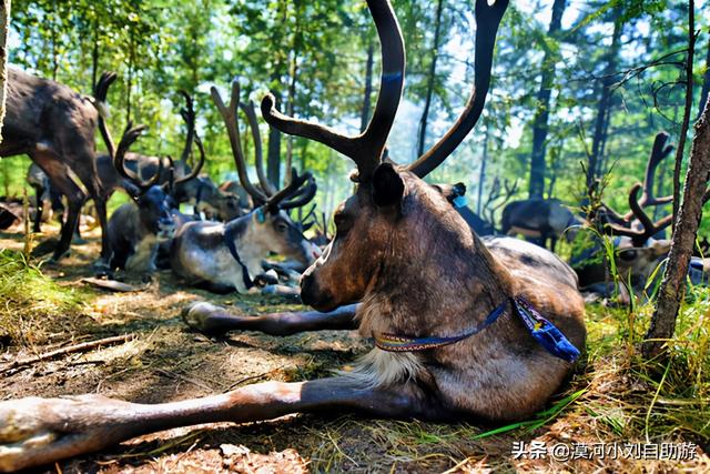 22点天黑，2点天亮，漠河夏至节的“烦恼”！漠河旅游注意事项