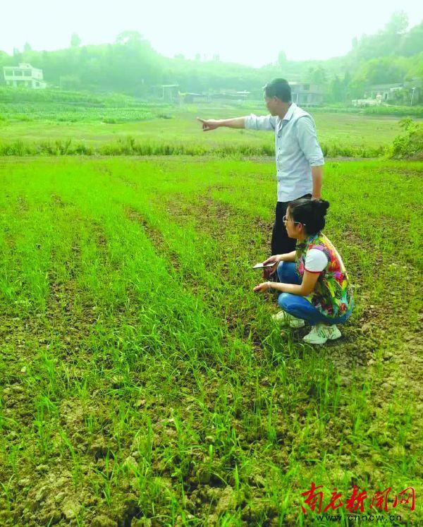 南充产“好土优土”旱稻香飘全国