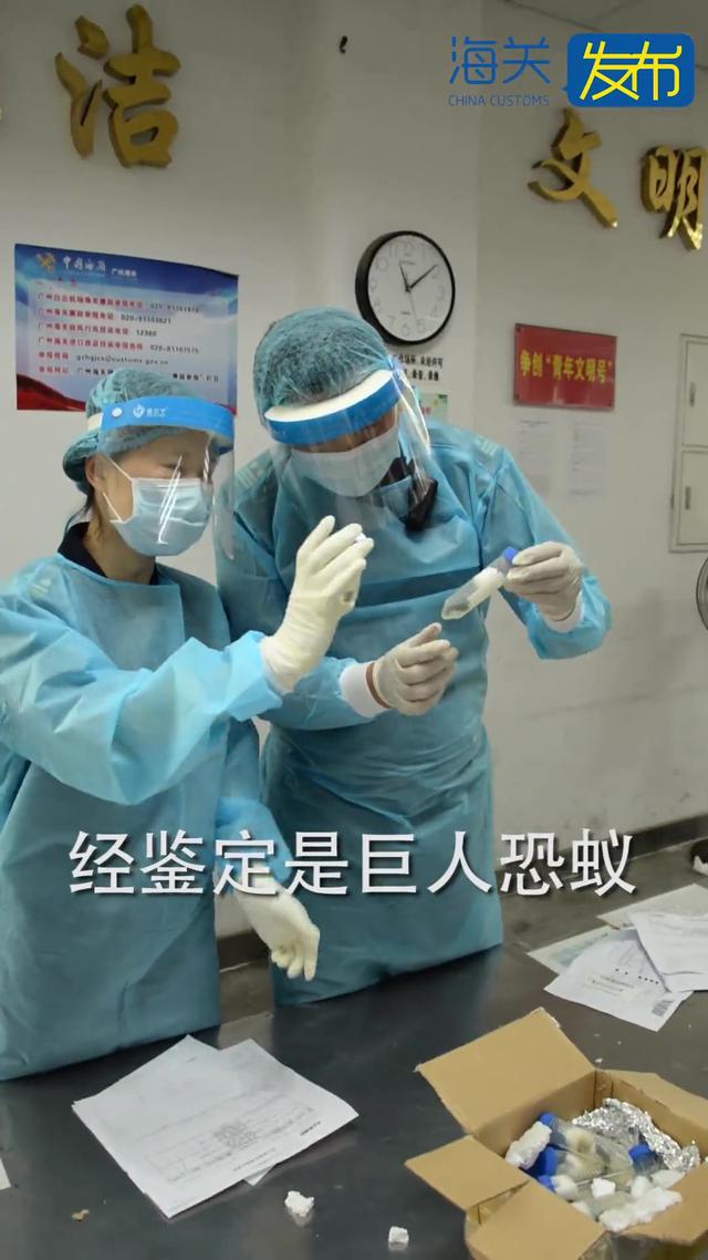 广州查获50只外来“巨人恐蚁”喷酸可致人化学灼伤