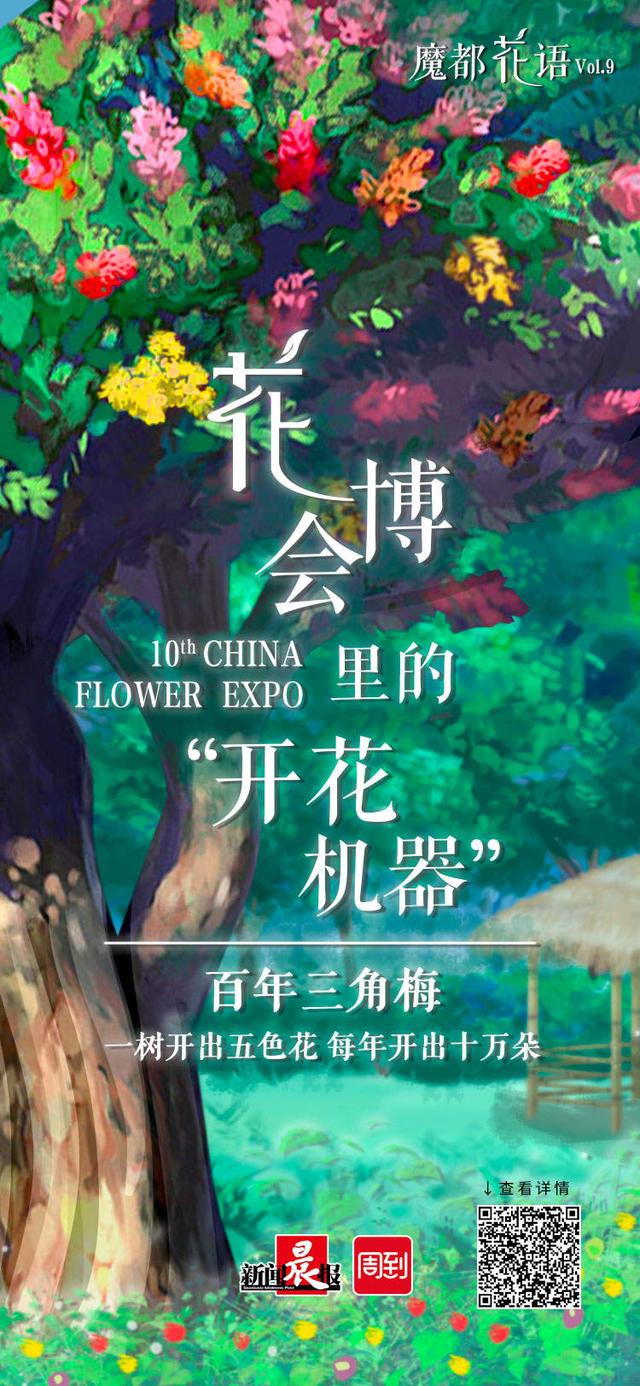 花博会里的“开花机器”！这株百年三角梅，一树开出五色花，每年开出十万朵 | 魔都花语⑨
