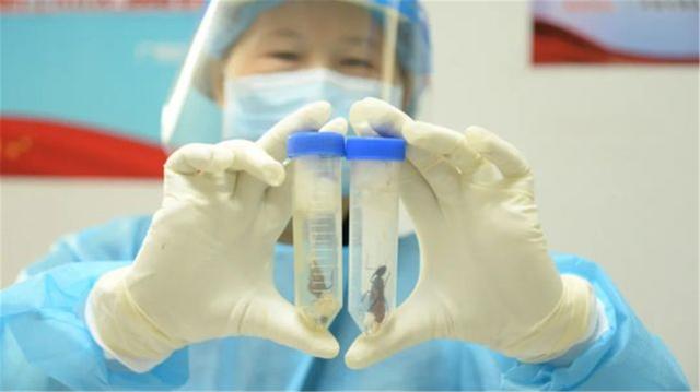 广州查获50只活体“巨人恐蚁”，危害不输红火蚁，究竟有什么目的