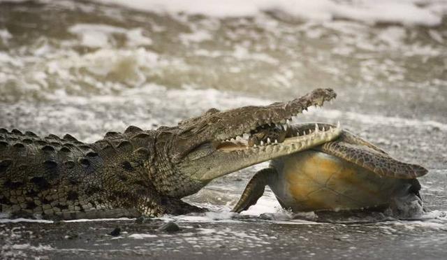 鳄鱼也泛滥？澳大利亚暴增15万条湾鳄成灾，鳄鱼猎人重返“战场”