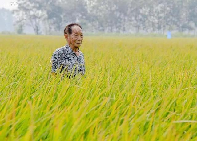 中国人的饭碗必须掌握在自己手上？当年“粮食大战”惨烈的教训