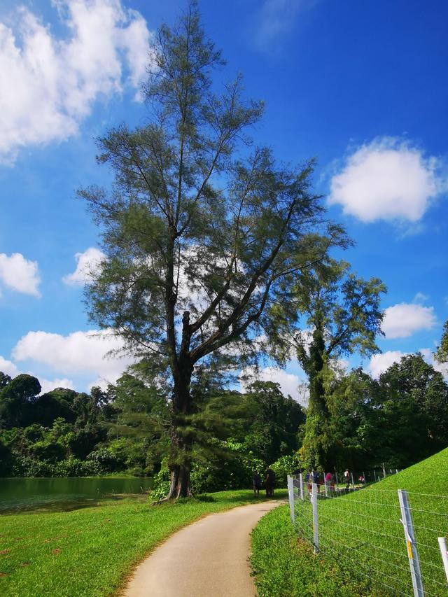 新加坡麦理芝热带原始雨林徒步，途径岛屿高尔夫球场