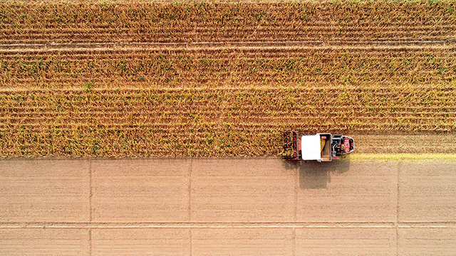 大豆之殇：中国大豆是怎样被美国一步步攻陷的？