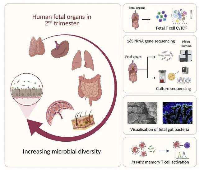 Cell重磅发现：人类胎儿全身组织中都含有活细菌，这些细菌激发了胎儿的免疫发育