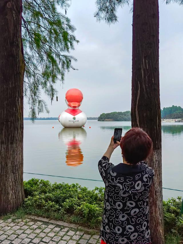 “绍兴贵客”光临武汉东湖，游客纷纷合影留恋