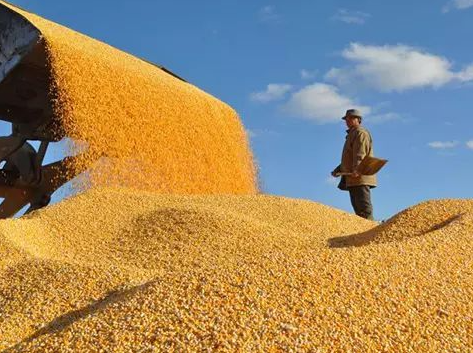 美国联合全球四大粮商，打算搞垮中国粮价？看中国如何重拳出击