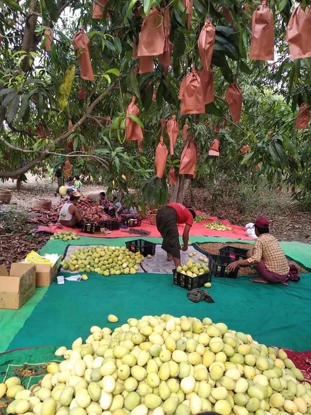 缅甸圣德隆芒果恢复新加坡海运出口，喜中有忧