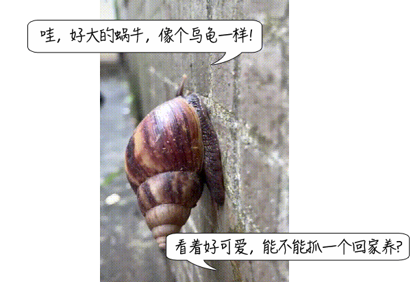 千万别摸！这种蜗牛身上可能有上百条寄生虫