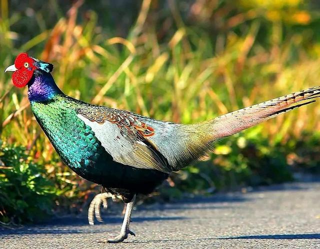 生物相册：国鸟，国家风韵的标志 ① 「亚洲篇」