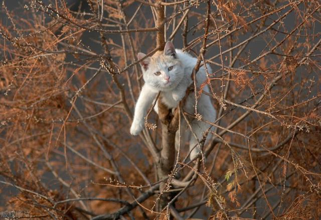两种幼稚病，好奇害死猫；“干就完了”或许只是蛮干