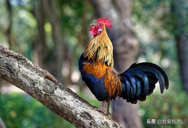 千年难题是先有鸡还是先有蛋？
