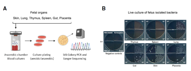 Cell重磅发现：人类胎儿全身组织中都含有活细菌，这些细菌激发了胎儿的免疫发育