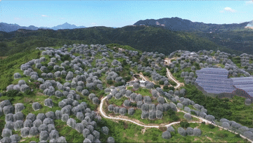 和时间赛跑！这些举措助新鲜杨梅走出国门