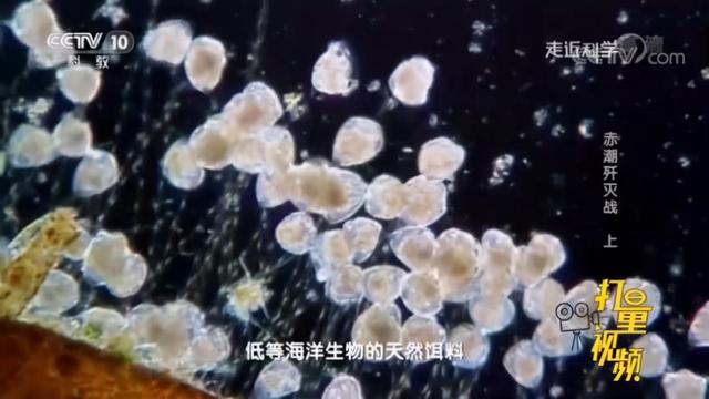 紧急扩散：这类海鲜别贪吃，已进入高发期