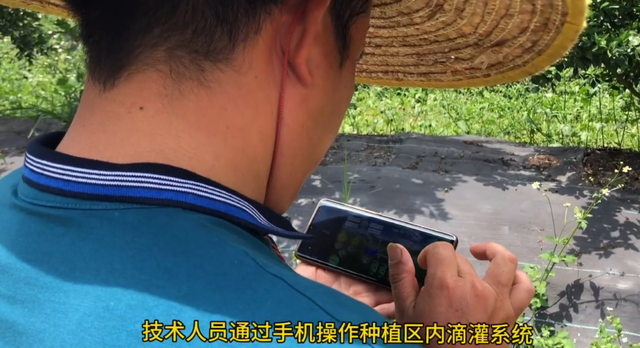 肇庆这种“明星”水果有上千年种植历史，如今发展为亿元级产业！TA就是……