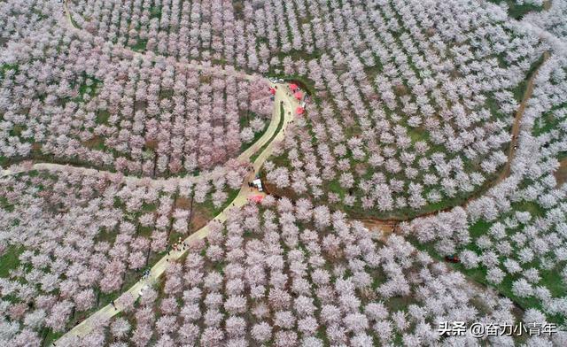 这些全球最美的樱花观赏地，你去过几个？