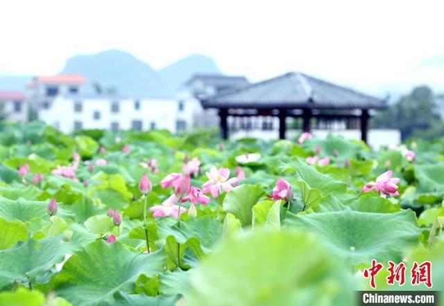 “中国玉藕之乡”广西柳江“连”出好吃好看好玩的藕产业链